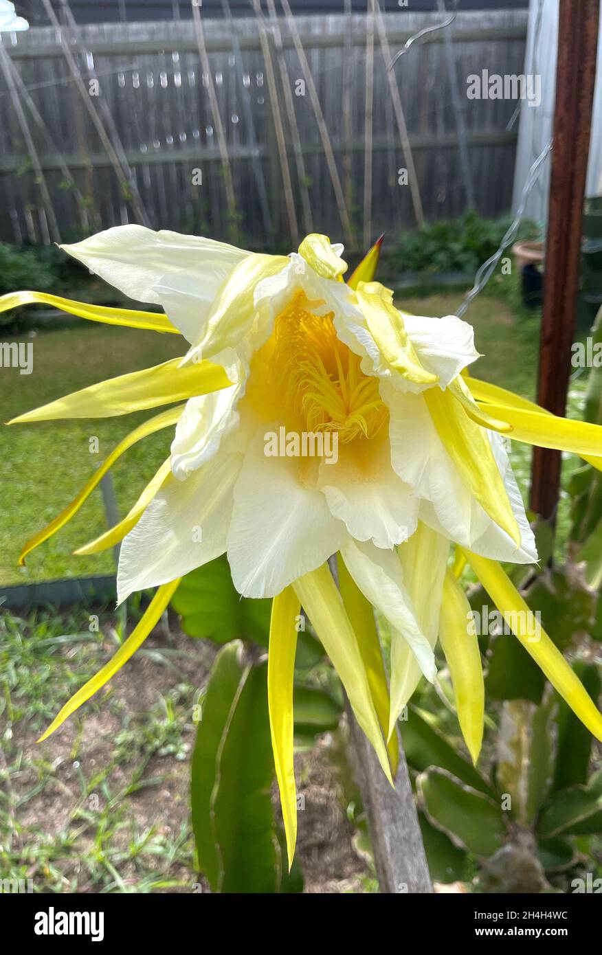 Large blossom of a pitaya or Dragon Fruit, (Hylocereus costariscensis), after blooming during the night. Stock Photo