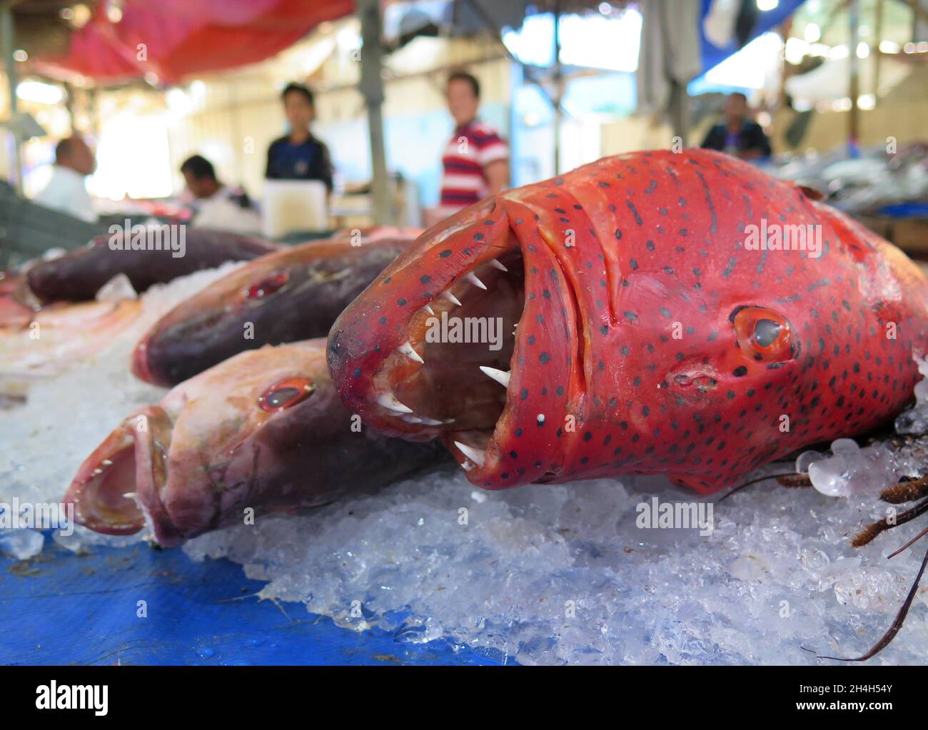 Fish market, Hurghada, Egypt Stock Photo Alamy