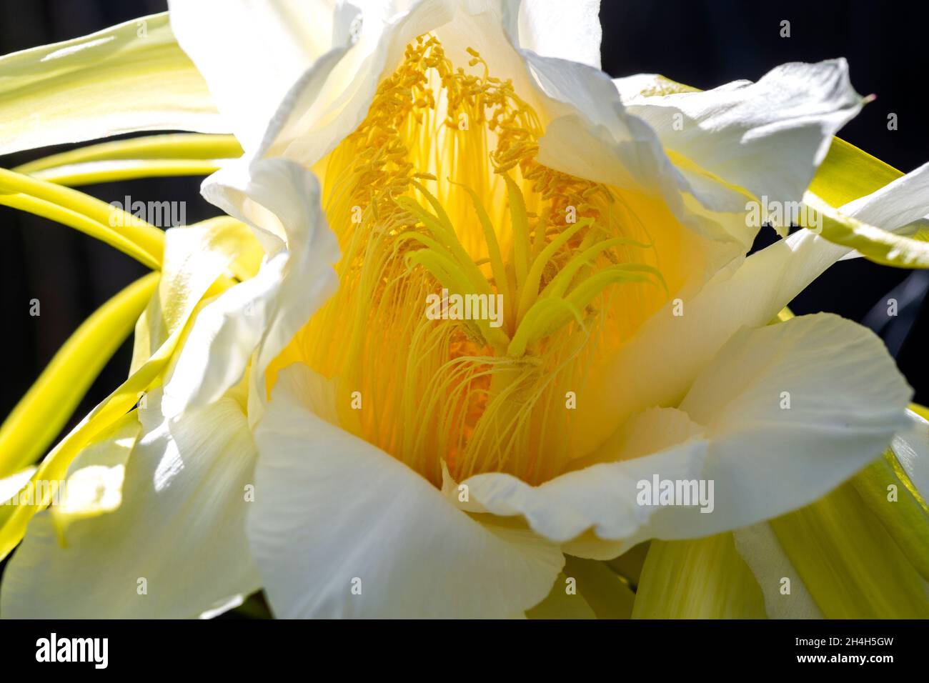 Large blossom of a pitaya or Dragon Fruit, (Hylocereus costariscensis), after blooming during the night. Stock Photo