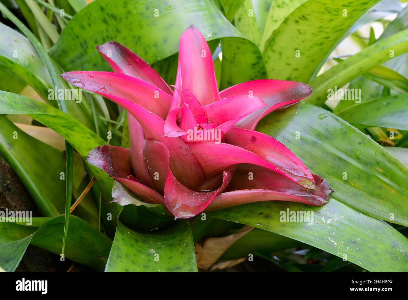 Nest bromeliad (Nidularium rutilans) Occurrence South America Stock Photo