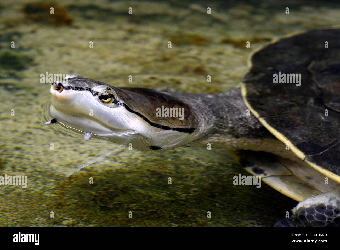 Frog-headed turtle (Phrynops hilari), captive Stock Photo