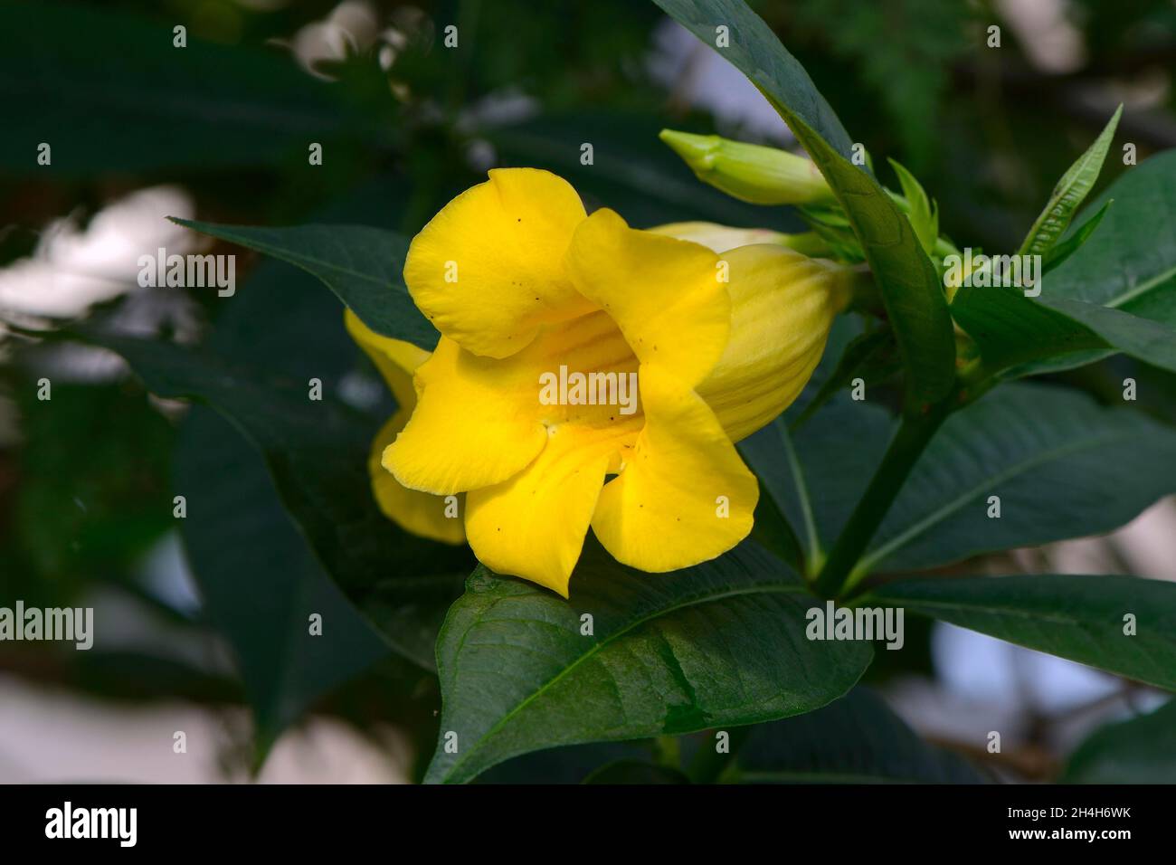 Shrub Allamande (Allamanda schottii) Occurrence South America Stock Photo