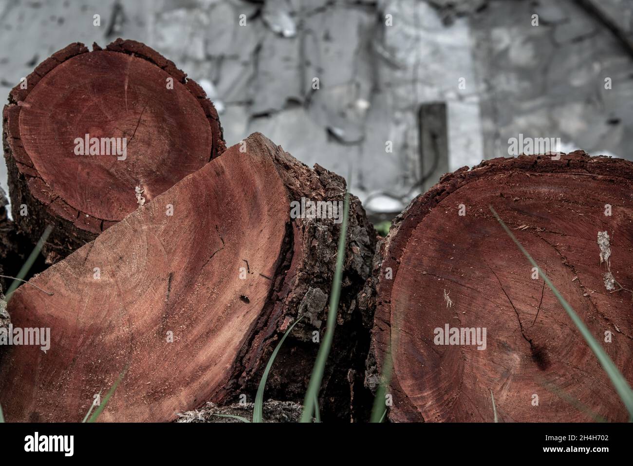 Stack of  Xylia xylocarpa Taub (Leguminosae) stumps ready for use in construction, Wooden natural cut logs textured background. Stock Photo