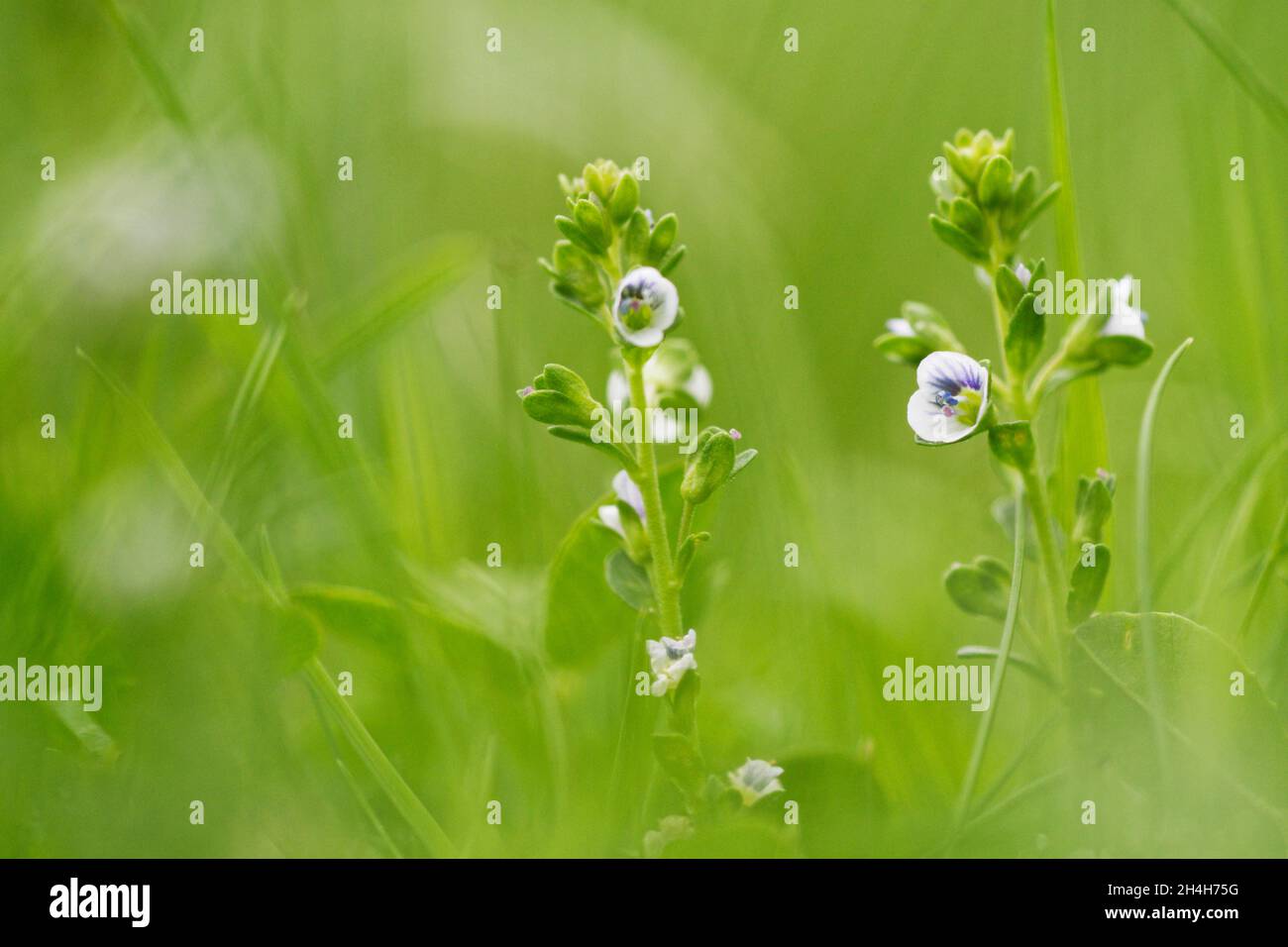 Rock speedwell (Veronica arvensis) Stock Photo