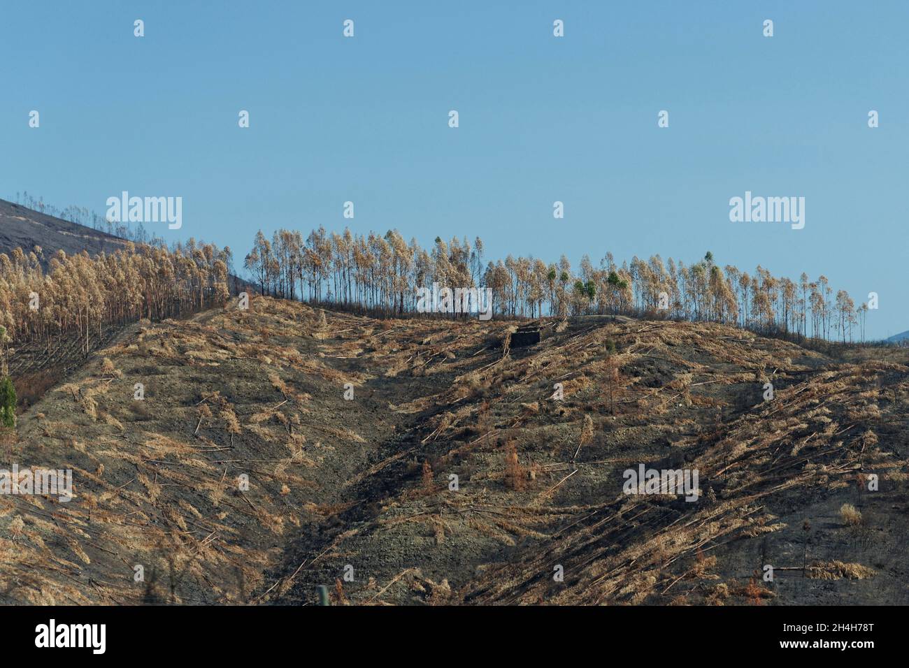 After the big forest fire, Serra de Aire, Regiao do Centro, Portugal Stock Photo