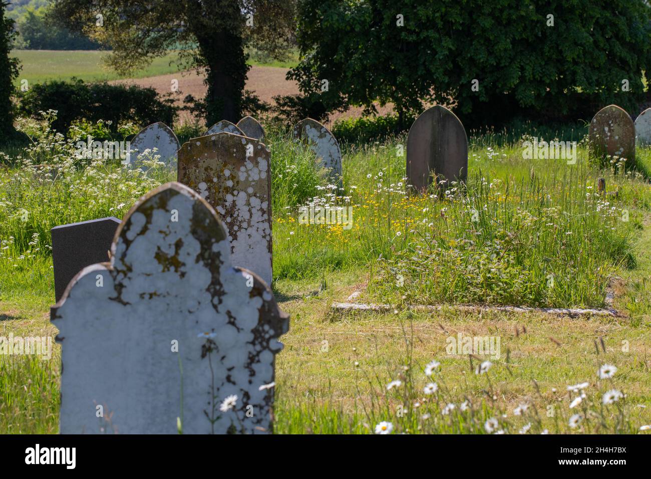 Comparison of intensive arable farming in background, with the biodiversity, plant life species growing within confines of church graveyard, in foregr Stock Photo