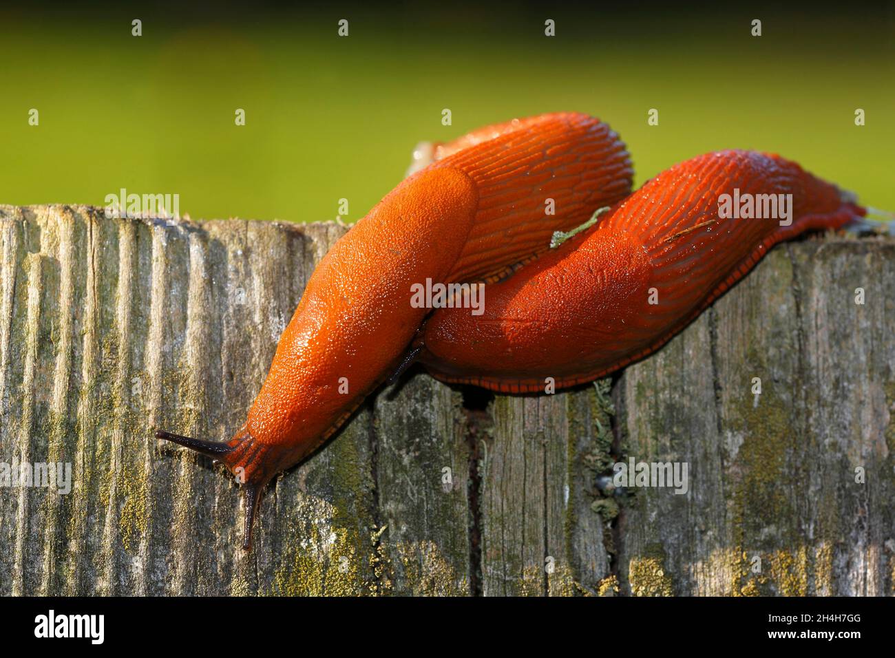 Spanish slugs (Arion lusitanicus), Schleswig-Holstein, Germany Stock Photo