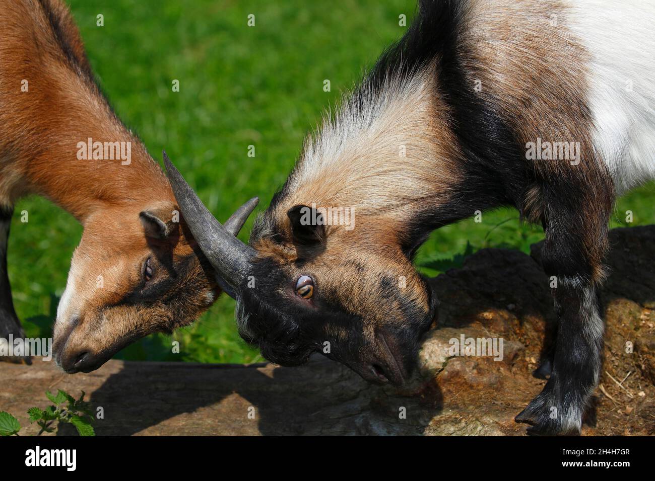 Dwarf goats, Schleswig-Holstein, Germany Stock Photo