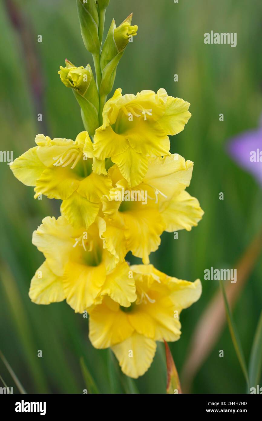 Yellowflowered Garden Gladiolus (Gladiolus x hortulanus Stock Photo