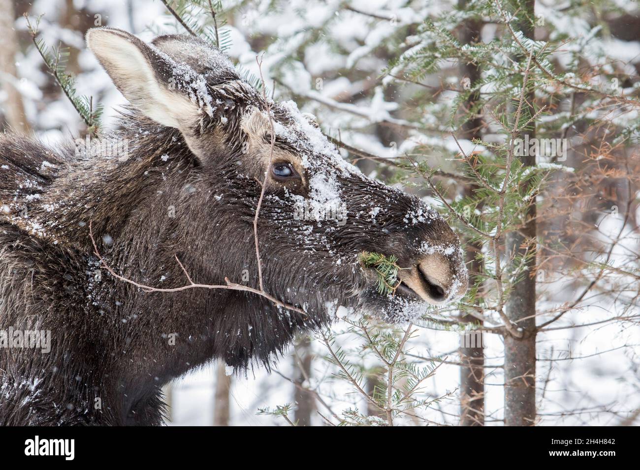 Elk, moose, deer, ungulates, even-toed ungulates, mammals, animals, Ten month old bull moss eating balsam fir, Gaspesie national park, Quebec, Canada Stock Photo