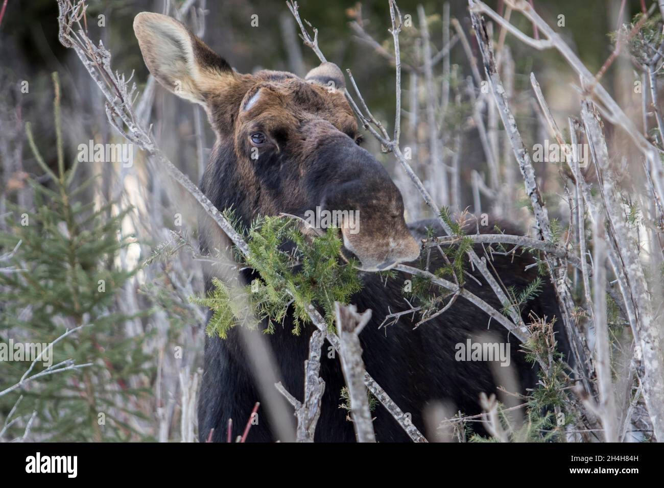 Elk, moose, deer, ungulates, even-toed ungulates, mammals, animals, bull moss feeding in winter, Gaspesie national park, Quebec, Canada Stock Photo