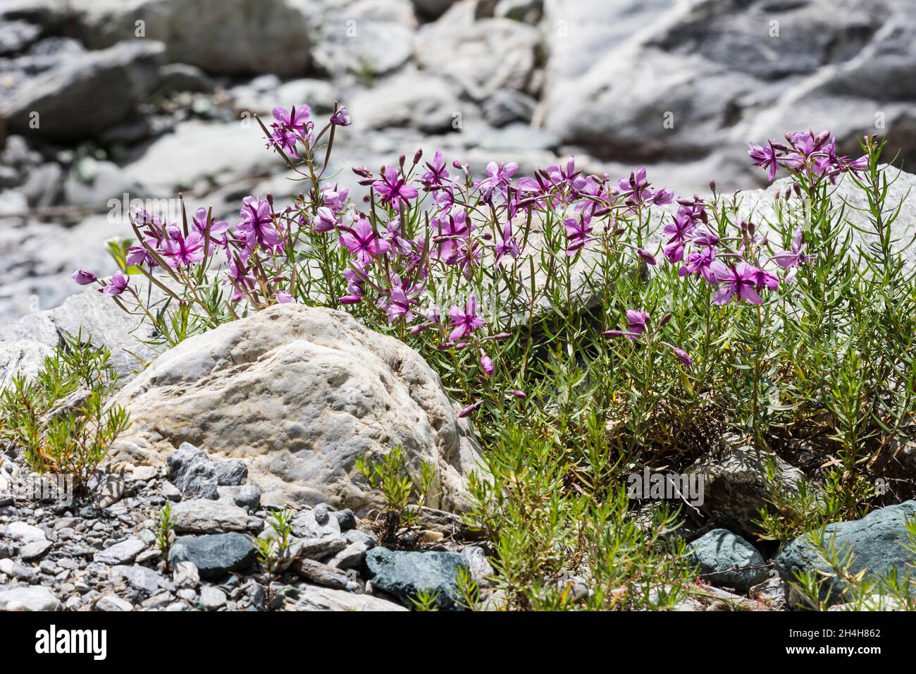 Epilobium dodonaei (), Parco naturale della Val Tronce, Piedmont, Italy Stock Photo