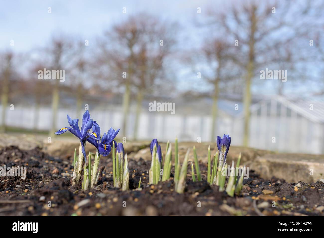 Little Dwarf Iris (Iris histrioides), Botanical Garden, Bosestrasse, Kassel, Germany Stock Photo