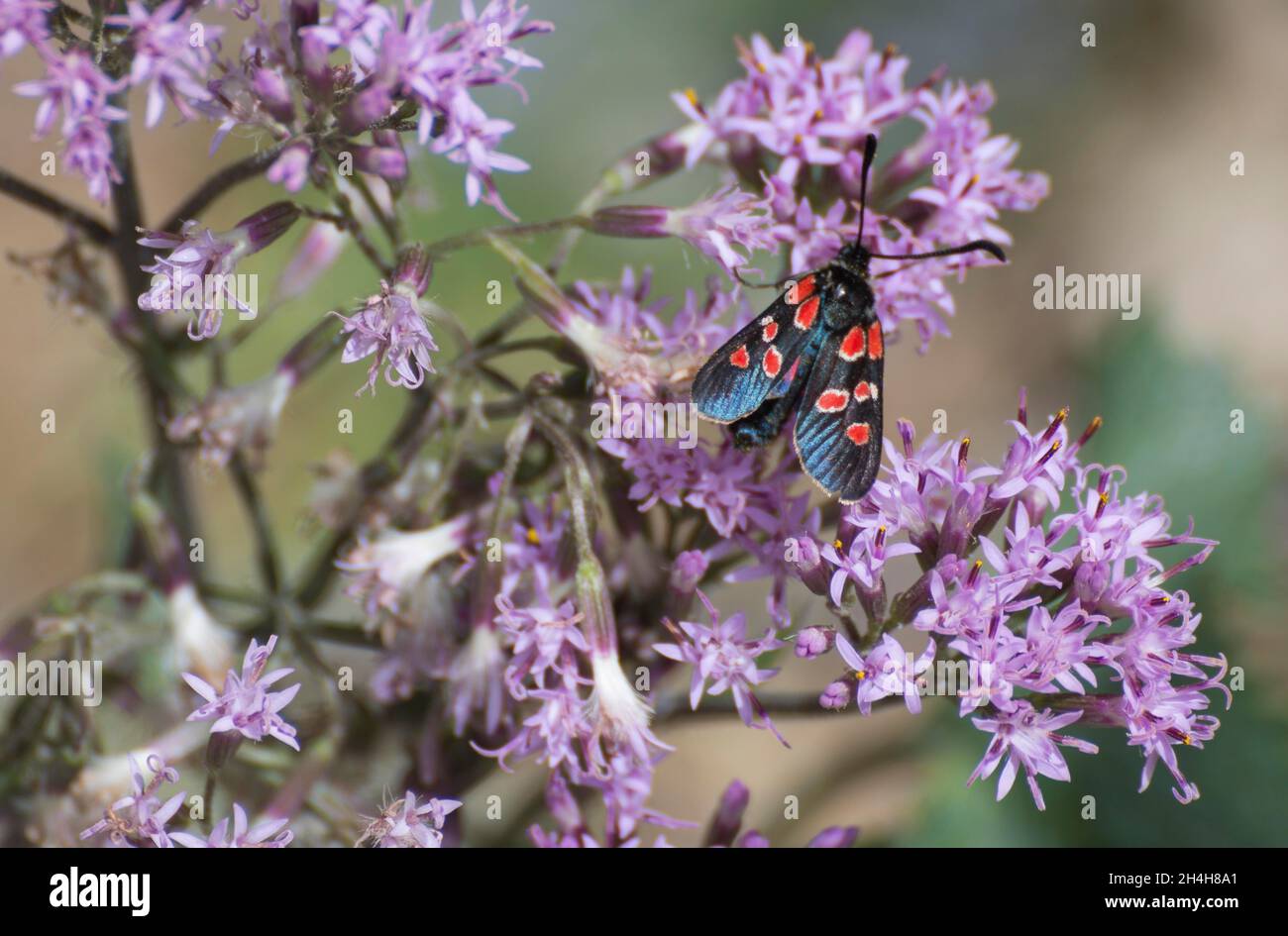 parco naturale della val troncea