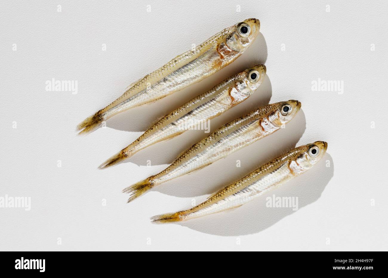 Fish big-scale sand smelt -atherina boyeri- on white background ,small and slender fish Stock Photo