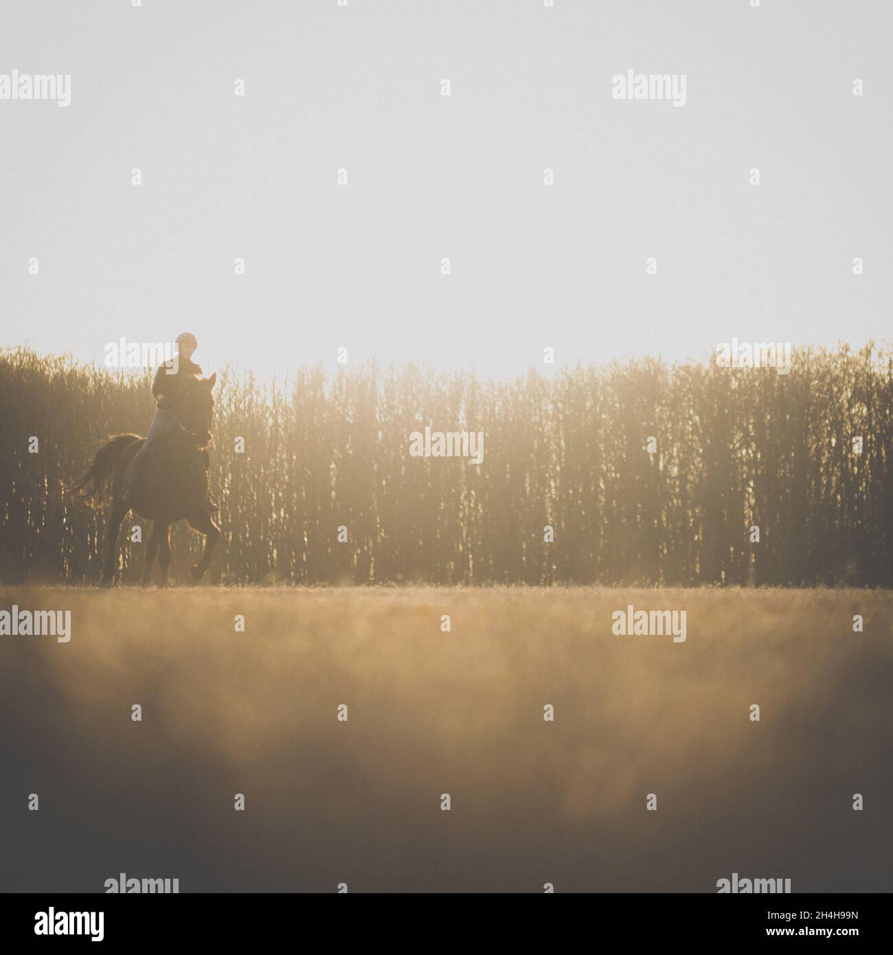 Female horse rider riding outdoors on her lovely horse - focus on the ...