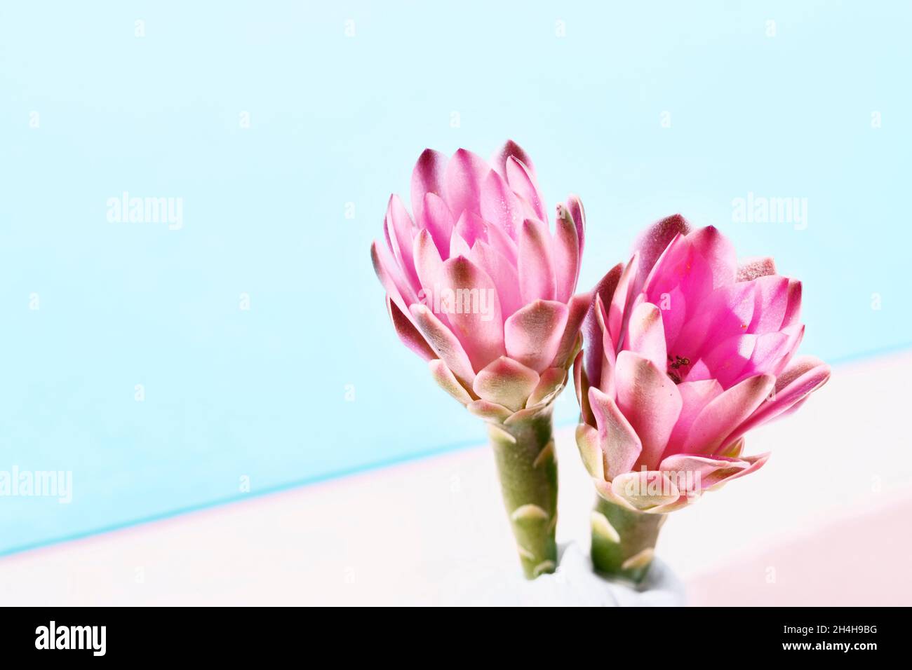 Beautiful  bright pink flowers of gymnocalycium cactus  or chin cactus  on bright colored background Stock Photo