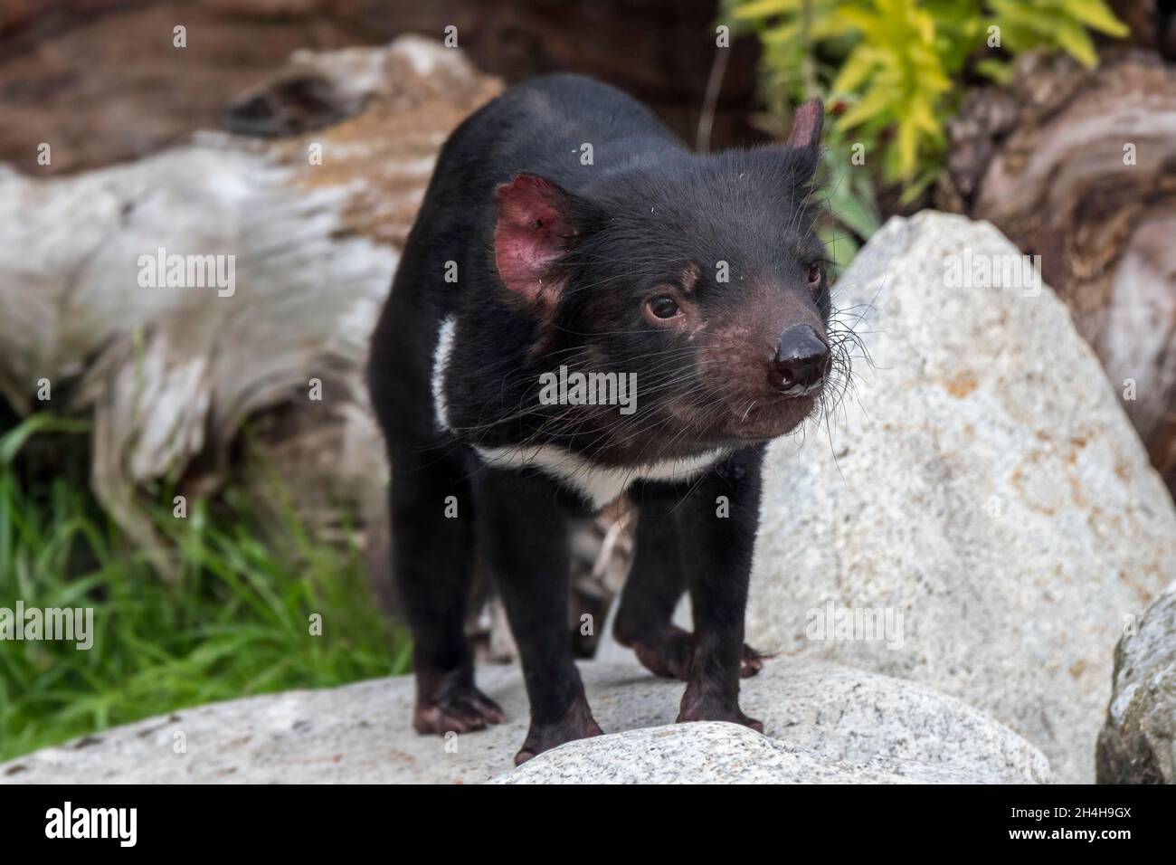 Tasmanian Devil Sarcophilus Harrisii Largest I Native Carnivorous Marsupial Australia Stock 