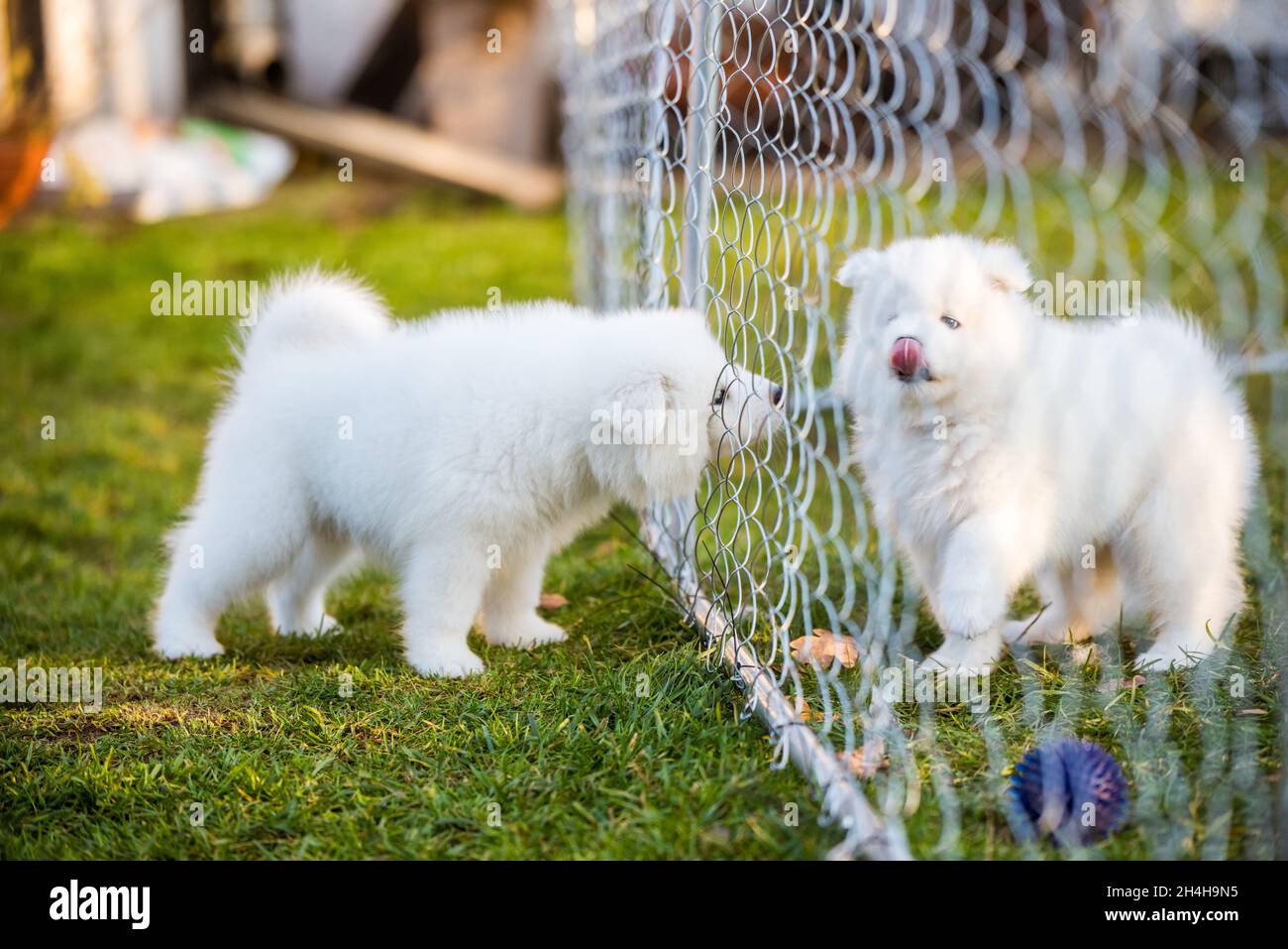 Funny fluffy white Samoyed puppies dogs are playing. Stock Photo