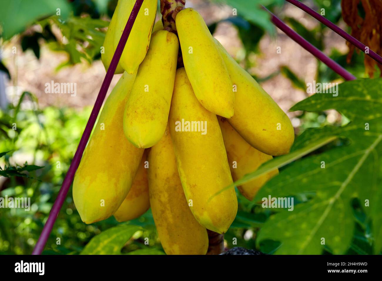fresh yellow papaya on stem tree Stock Photo Alamy