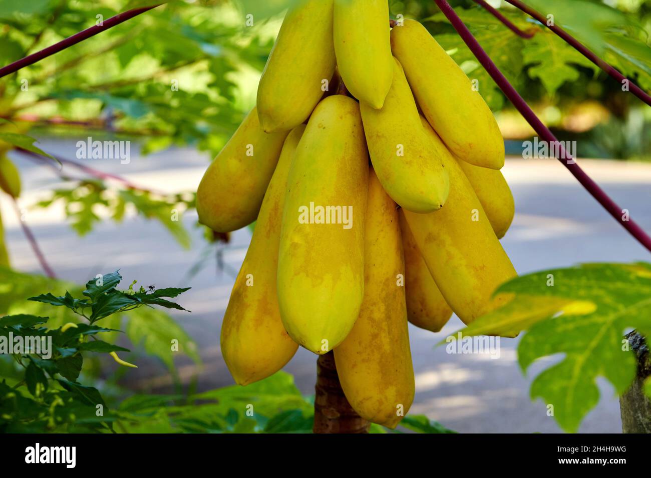 fresh yellow papaya on stem tree Stock Photo Alamy