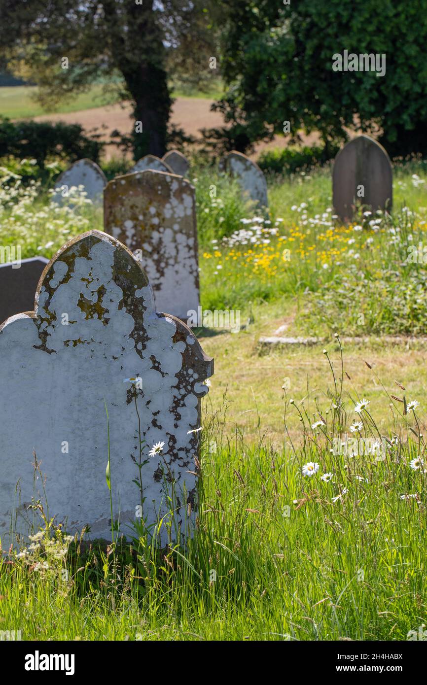 Back to nature. Considerately managed cemetery, graveyard, churchyard, areas, seasonally, mown NB different stone surfaces attractiveness to lichens. Stock Photo