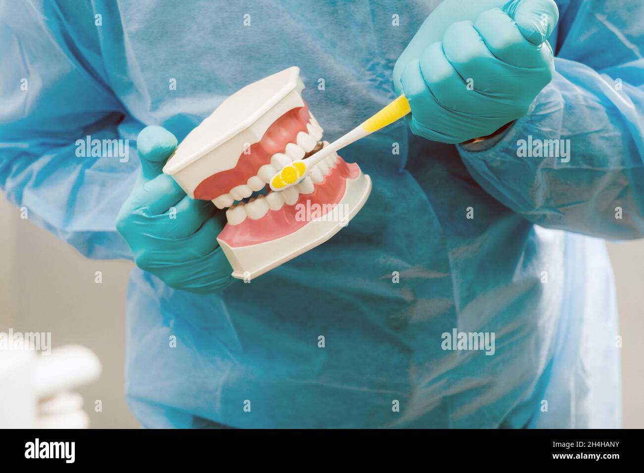 A model of a human jaw with teeth and a toothbrush in the dentist's ...