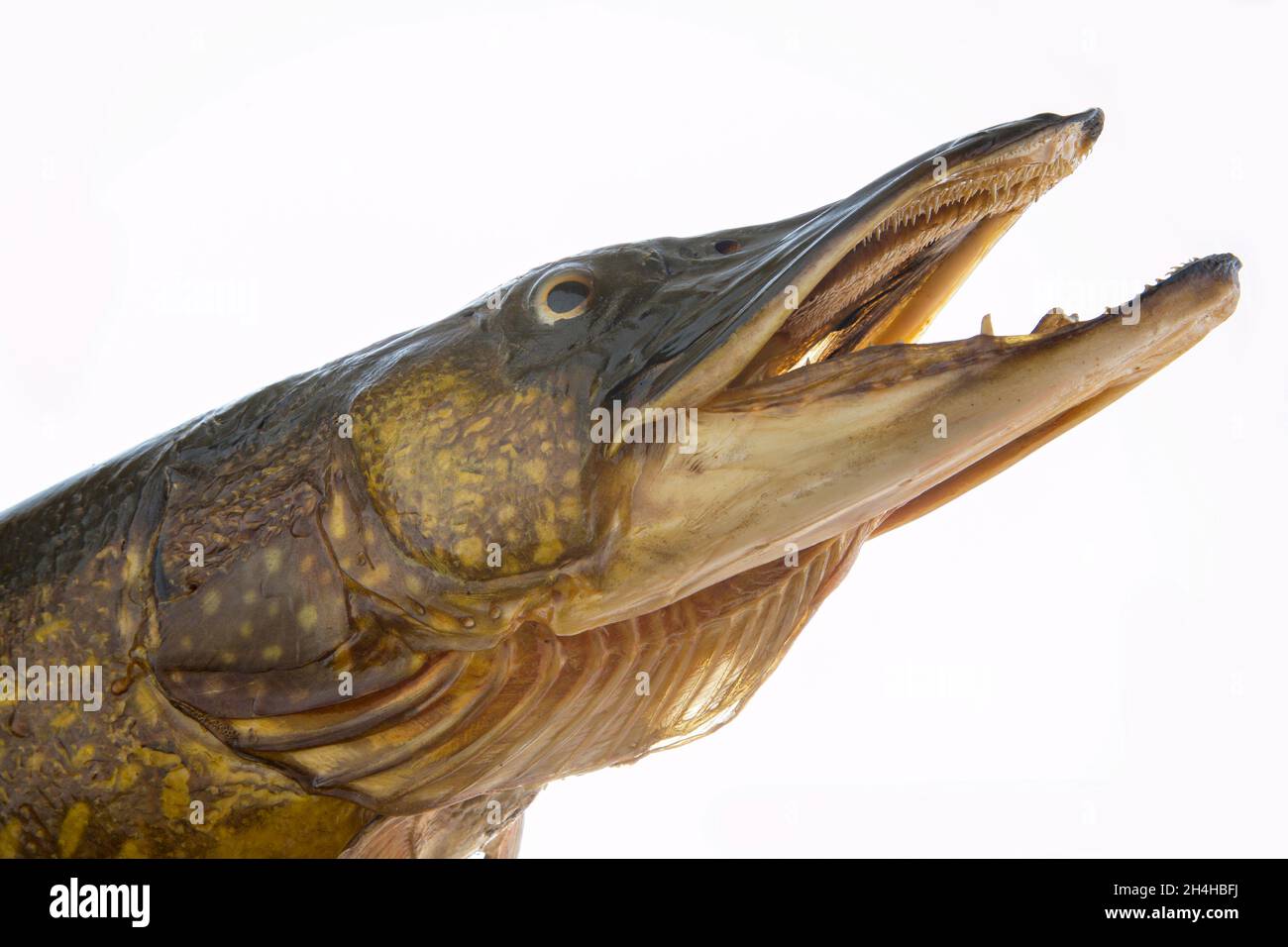 Head of a groomed pike on a white background Stock Photo
