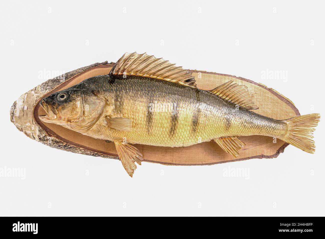 Perch caught on bait isolated on white. Perch close up. River fish Stock  Photo - Alamy