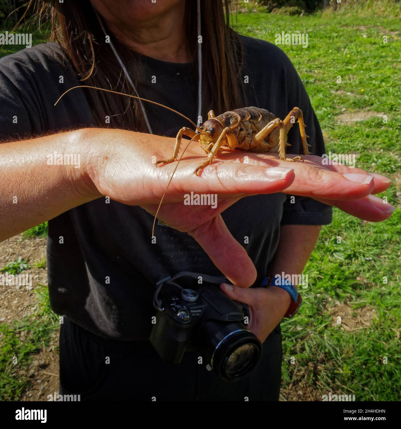 Cook Strait giant weta on a hand for scale. Stock Photo