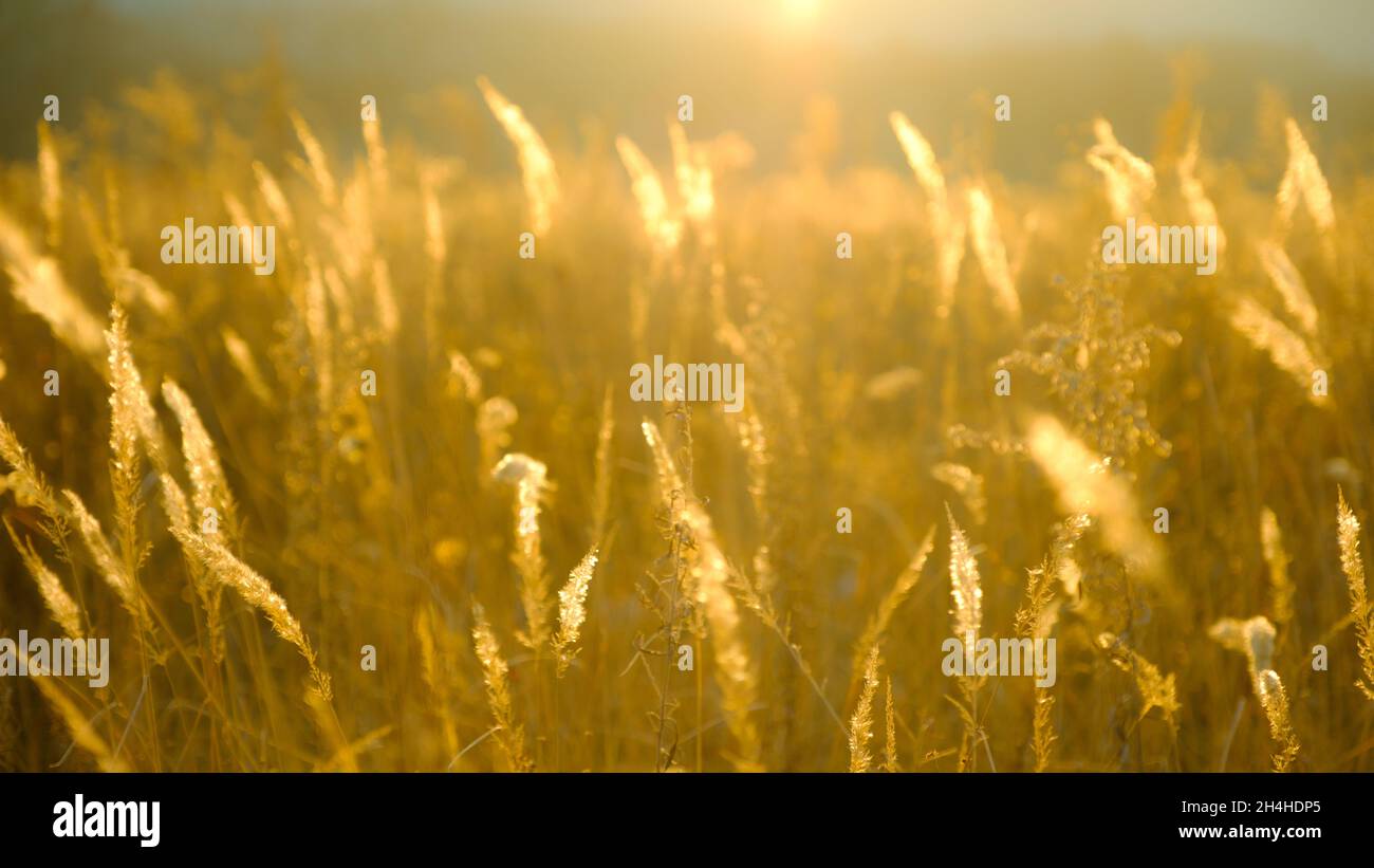 Fog field background hi-res stock photography and images - Alamy