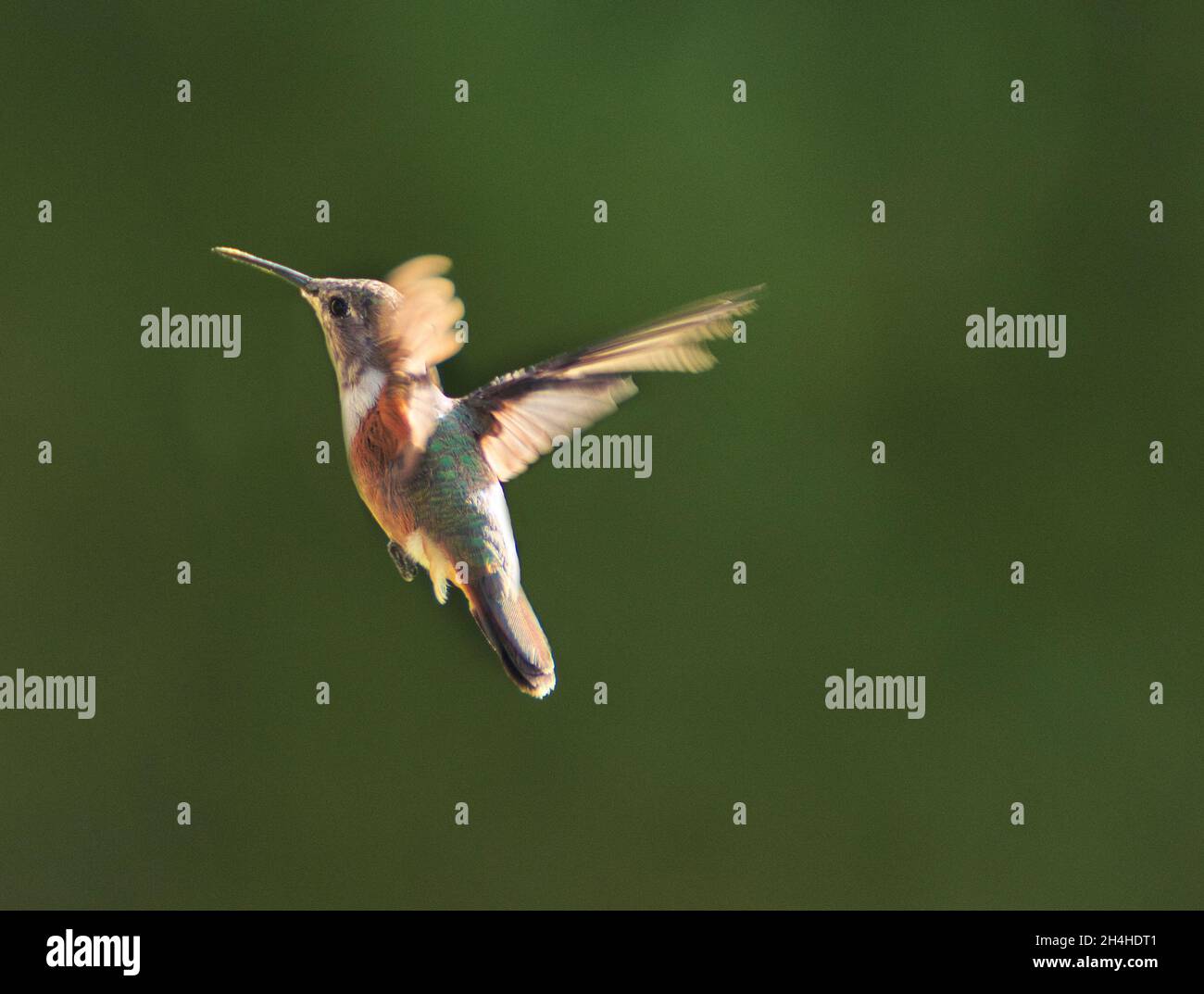 small bird colorful , humming bird in flight Stock Photo