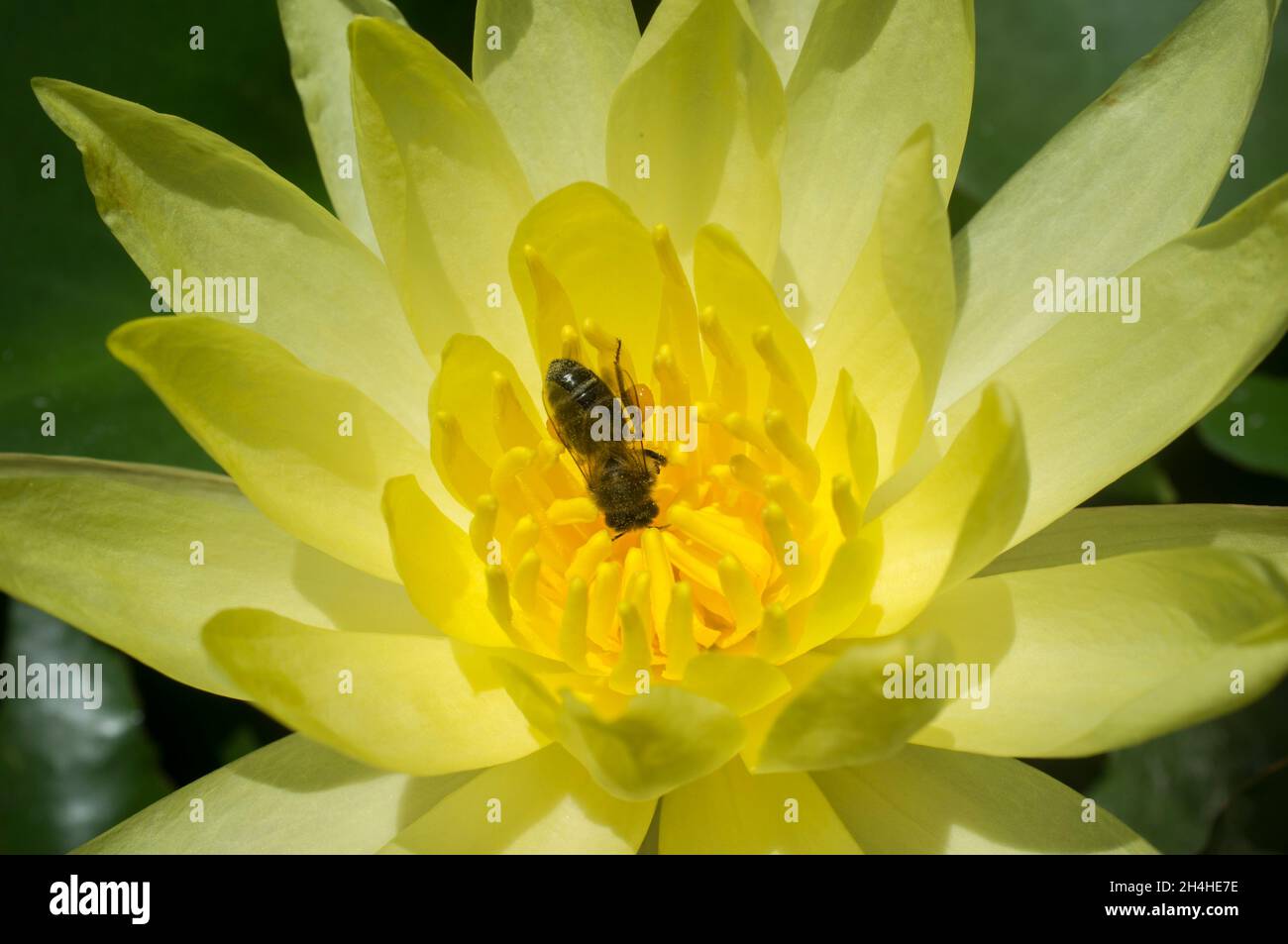 Bee over Mexican waterlily. Highly problematic invasive specie in european rivers Stock Photo