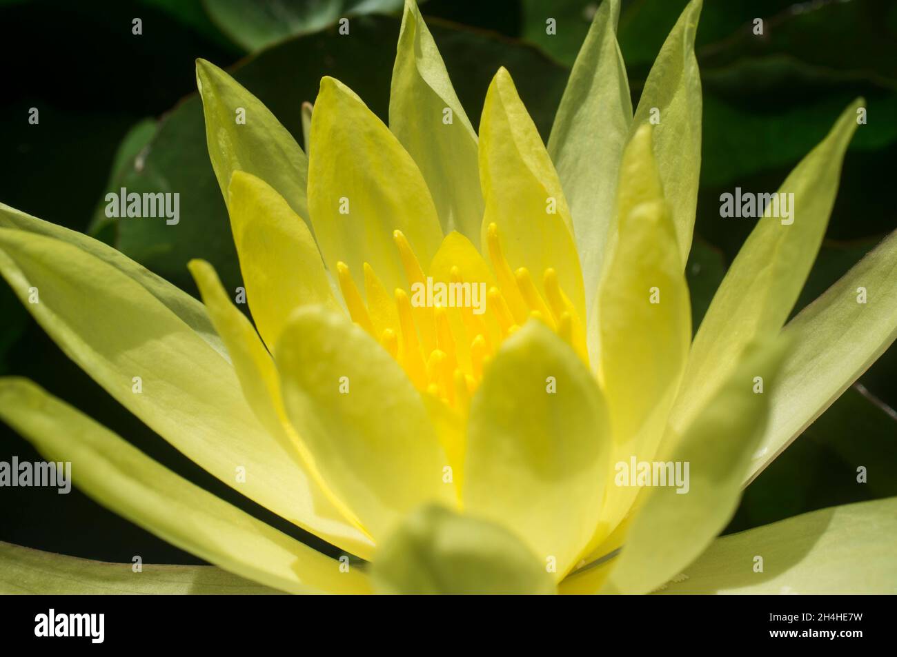 Mexican waterlily or Nymphaea mexicana. Problematic invasive specie. Closeup Stock Photo