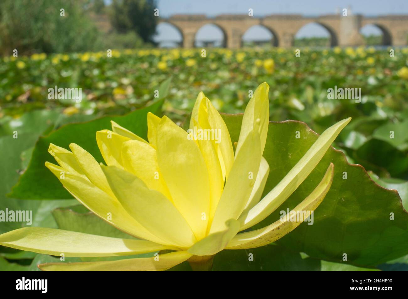 Mexican waterlily. Highly problematic invasive specie. Bridges on background Stock Photo