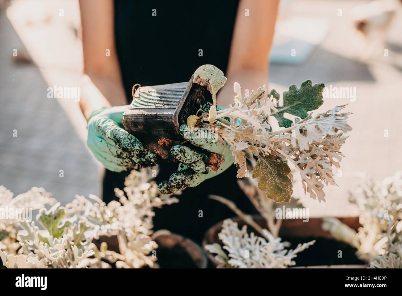 Closeup portrait of gardener's hands planting flower in flowerpots in the garden. Replanting