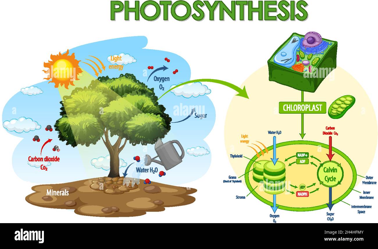 Diagram showing process of photosynthesis in plant illustration Stock ...