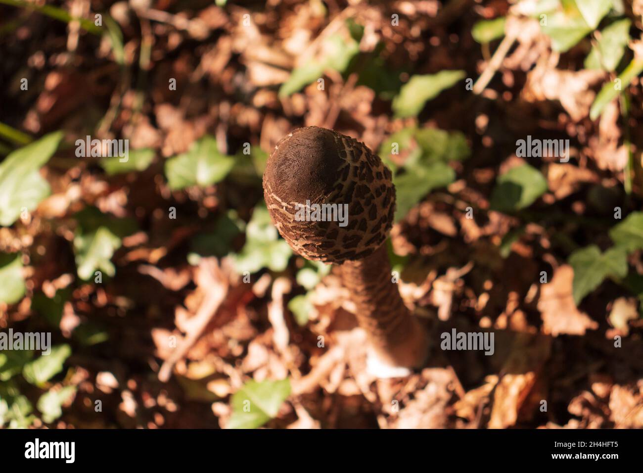 Top view of the Slender Parasol mushroom (Macrolepiota mastoidea) on a field. Cap closed. Edible mushroom Stock Photo