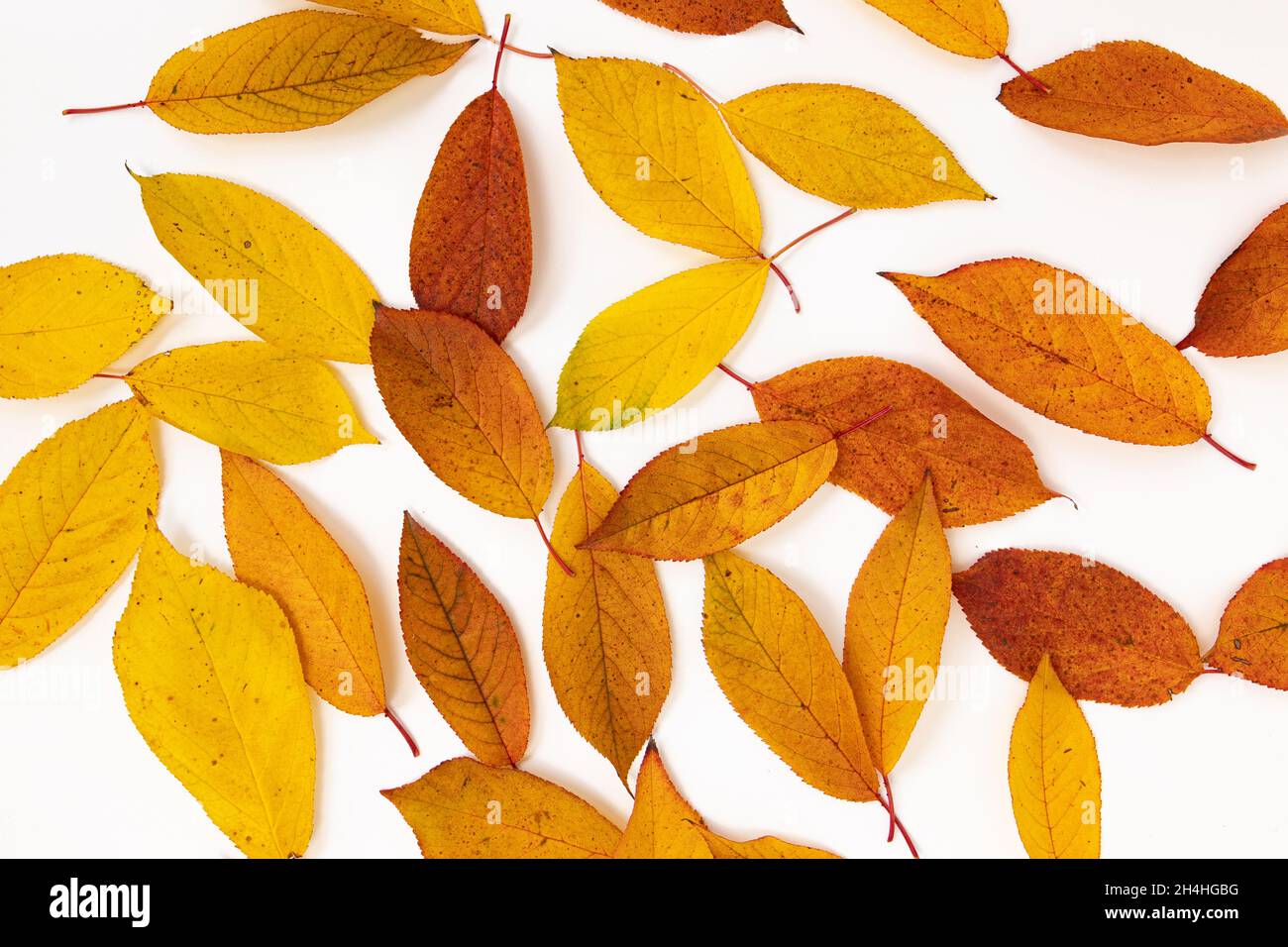 beautiful autumn leaf border, bird cherry leaves composition, bright template of red and yellow leaves for banner or collage Stock Photo
