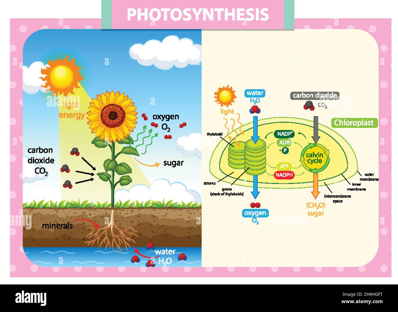 Diagram showing process of photosynthesis in plant illustration Stock