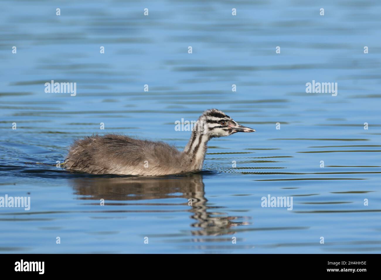 great crested grebe chicks can be named humbugs due to the black and white striped plumage on the head and neck. Stock Photo