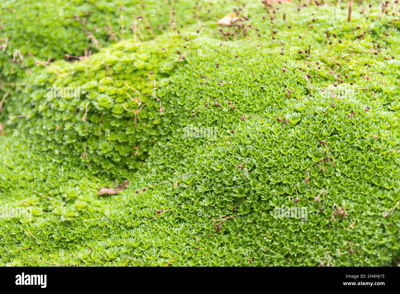 Saxifrage in autumn without flowers. Bright green saxifrage hills. Stock Photo