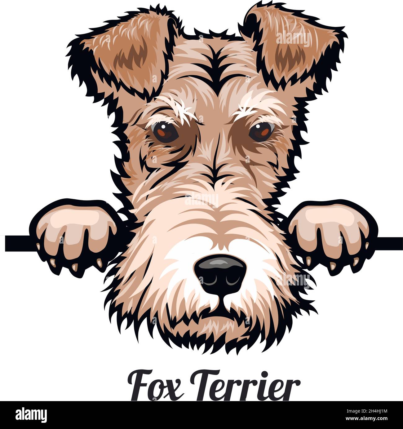 Fox Terrier Color Peeking Dogs breed face head isolated on white vector stock Stock Vector Image Art Alamy