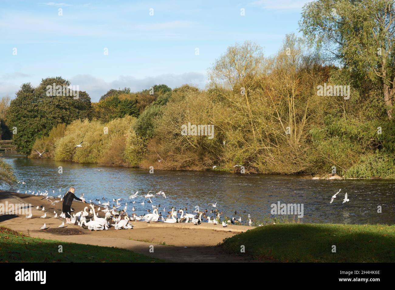 Woman feeding swans on the river Wear at Chester le Street riverside park, Co. Durham, England UK Stock Photo
