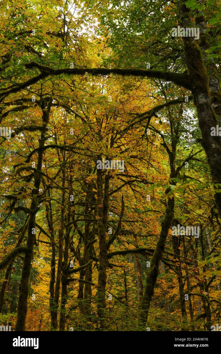 Vertical shot fall landscape hi-res stock photography and images - Alamy