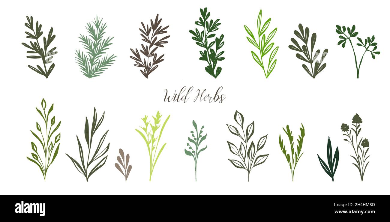 Set of doodle hand drawn herbs and plants. Collection of simple organic design elements Stock