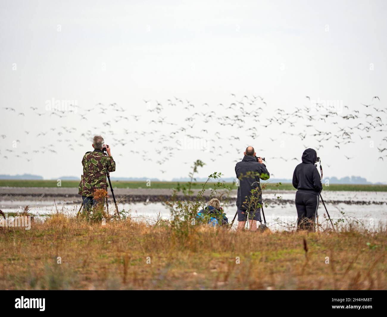Photographers watching Knots Calidris canutus during a knot spectacular on the Wash at Snettisham Norfolk Stock Photo
