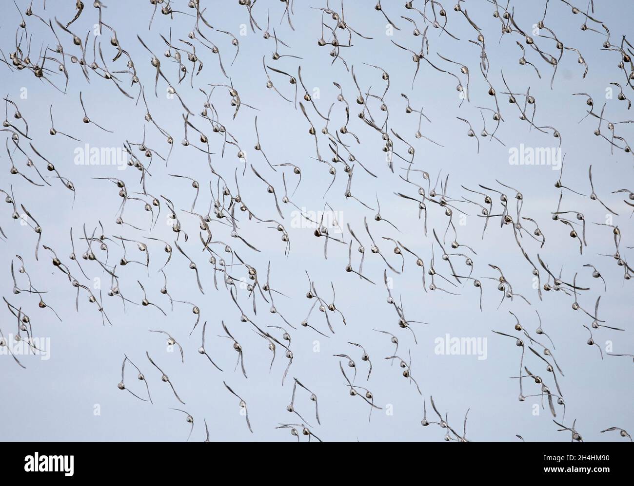 Knots Calidris canutus during a knot spectacular on the Wash at Snettisham Norfolk Stock Photo