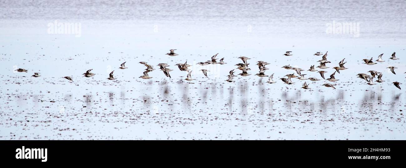 Knots Calidris canutus during a knot spectacular on the Wash at Snettisham Norfolk Stock Photo