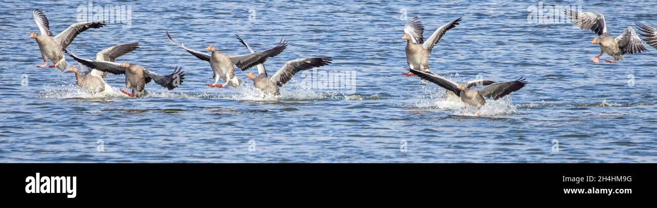 Pink Footed Geese Anser brachyrhynchus landing at Snettisham on the Wash Norfolk Stock Photo